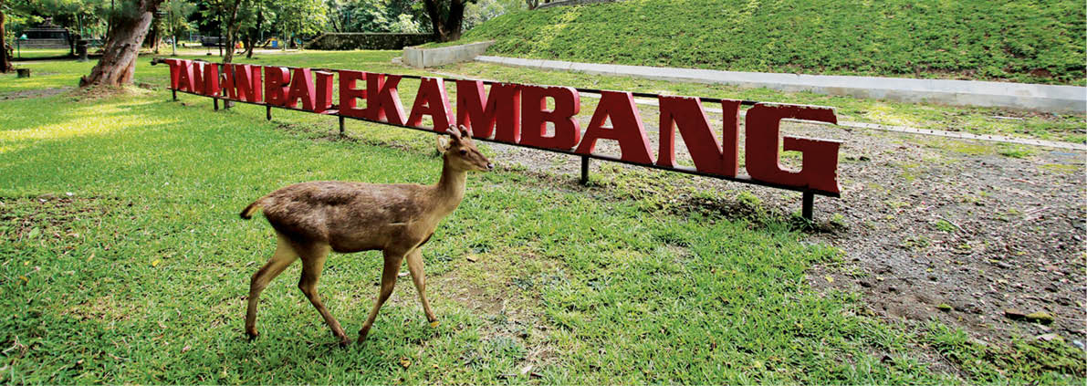 Espos/Nicolous Irawan  Seekor rusa berkeliaran di Taman Balekambang, Solo, yang sepi, Selasa (9/6). Taman Balekambang belum akan dibuka dalam waktu dekat terkait diterbitkannya Surat Edaran Wali Kota Solo Nomor 067/1078 Tentang Pedoman Teknis Pelaksanaan Penanganan Corona Virus Disease (Covid-19) yang melarang anak-anak dan warga lansia mengunjungi taman umum atau tempat wisata lain.  SOLOPOS 10 JUNI 2020 HAL 8 SOLORAYA